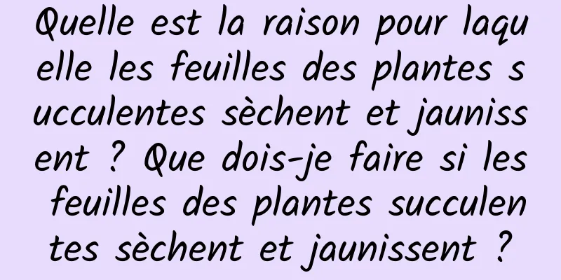 Quelle est la raison pour laquelle les feuilles des plantes succulentes sèchent et jaunissent ? Que dois-je faire si les feuilles des plantes succulentes sèchent et jaunissent ?