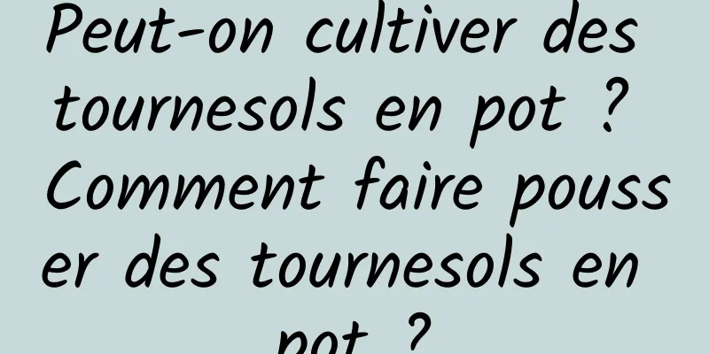 Peut-on cultiver des tournesols en pot ? Comment faire pousser des tournesols en pot ?