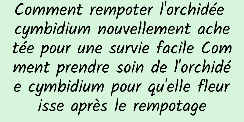 Comment rempoter l'orchidée cymbidium nouvellement achetée pour une survie facile Comment prendre soin de l'orchidée cymbidium pour qu'elle fleurisse après le rempotage