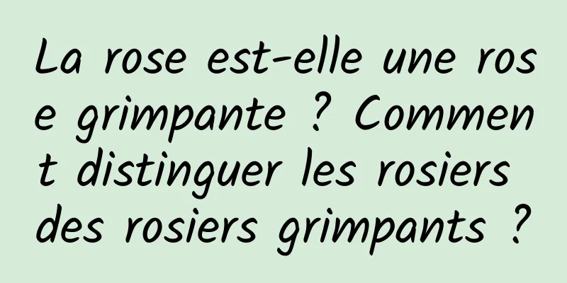 La rose est-elle une rose grimpante ? Comment distinguer les rosiers des rosiers grimpants ?