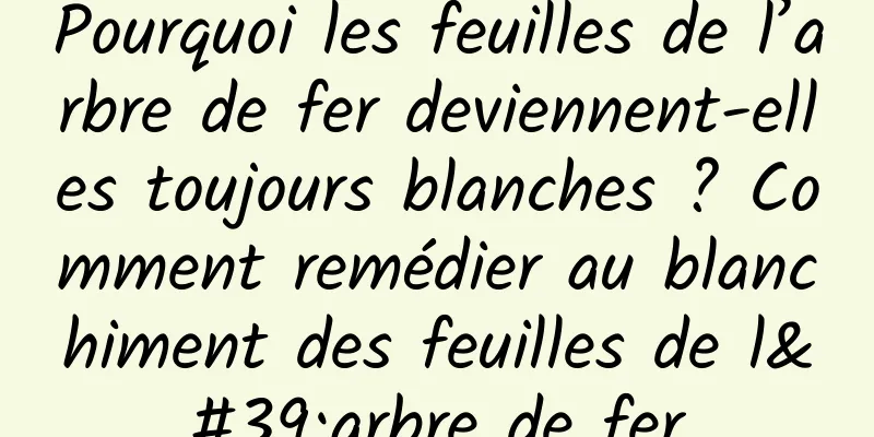 Pourquoi les feuilles de l’arbre de fer deviennent-elles toujours blanches ? Comment remédier au blanchiment des feuilles de l'arbre de fer
