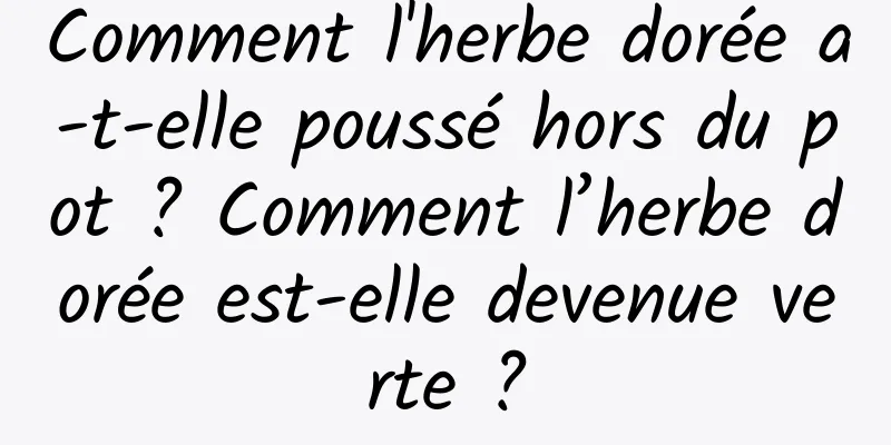 Comment l'herbe dorée a-t-elle poussé hors du pot ? Comment l’herbe dorée est-elle devenue verte ?