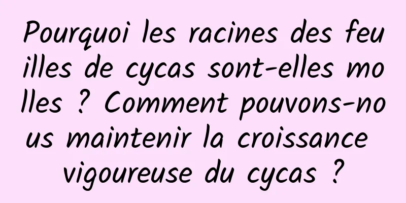 Pourquoi les racines des feuilles de cycas sont-elles molles ? Comment pouvons-nous maintenir la croissance vigoureuse du cycas ?