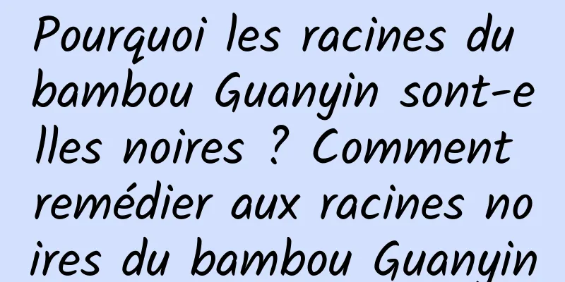 Pourquoi les racines du bambou Guanyin sont-elles noires ? Comment remédier aux racines noires du bambou Guanyin
