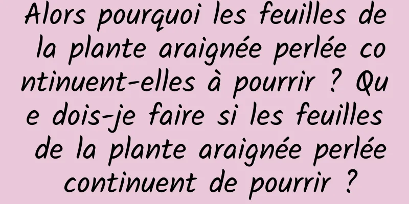 Alors pourquoi les feuilles de la plante araignée perlée continuent-elles à pourrir ? Que dois-je faire si les feuilles de la plante araignée perlée continuent de pourrir ?