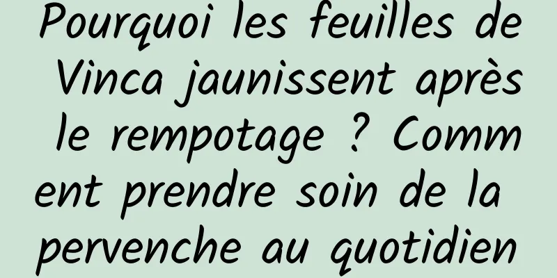 Pourquoi les feuilles de Vinca jaunissent après le rempotage ? Comment prendre soin de la pervenche au quotidien