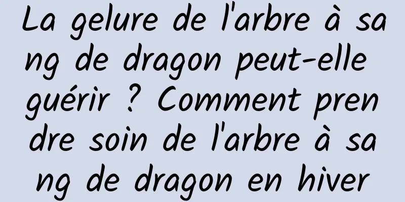 La gelure de l'arbre à sang de dragon peut-elle guérir ? Comment prendre soin de l'arbre à sang de dragon en hiver