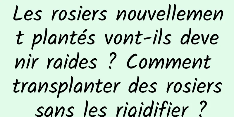 Les rosiers nouvellement plantés vont-ils devenir raides ? Comment transplanter des rosiers sans les rigidifier ?