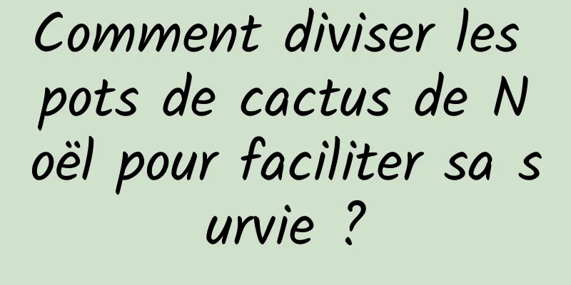 Comment diviser les pots de cactus de Noël pour faciliter sa survie ?
