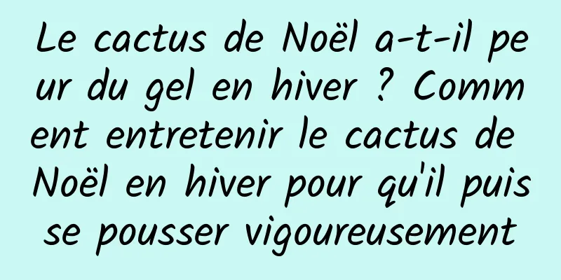 Le cactus de Noël a-t-il peur du gel en hiver ? Comment entretenir le cactus de Noël en hiver pour qu'il puisse pousser vigoureusement