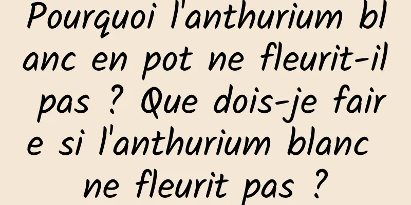 Pourquoi l'anthurium blanc en pot ne fleurit-il pas ? Que dois-je faire si l'anthurium blanc ne fleurit pas ?