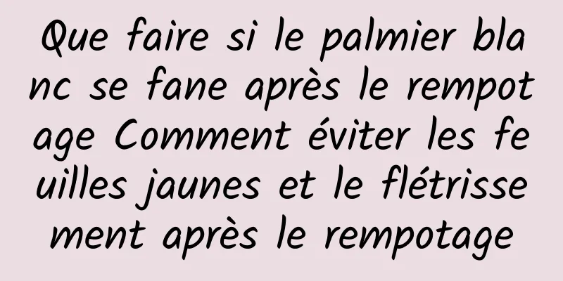 Que faire si le palmier blanc se fane après le rempotage Comment éviter les feuilles jaunes et le flétrissement après le rempotage
