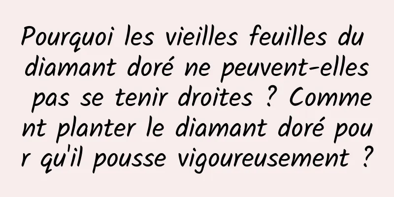 Pourquoi les vieilles feuilles du diamant doré ne peuvent-elles pas se tenir droites ? Comment planter le diamant doré pour qu'il pousse vigoureusement ?