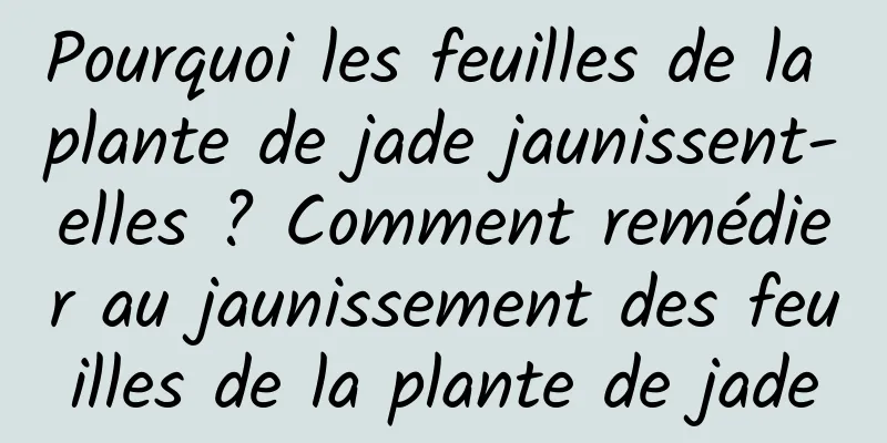 Pourquoi les feuilles de la plante de jade jaunissent-elles ? Comment remédier au jaunissement des feuilles de la plante de jade