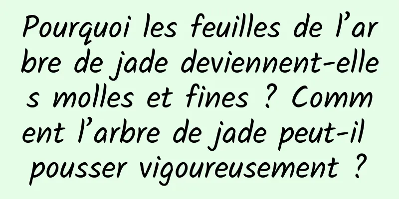 Pourquoi les feuilles de l’arbre de jade deviennent-elles molles et fines ? Comment l’arbre de jade peut-il pousser vigoureusement ?