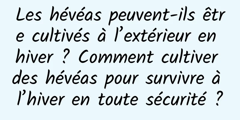 Les hévéas peuvent-ils être cultivés à l’extérieur en hiver ? Comment cultiver des hévéas pour survivre à l’hiver en toute sécurité ?