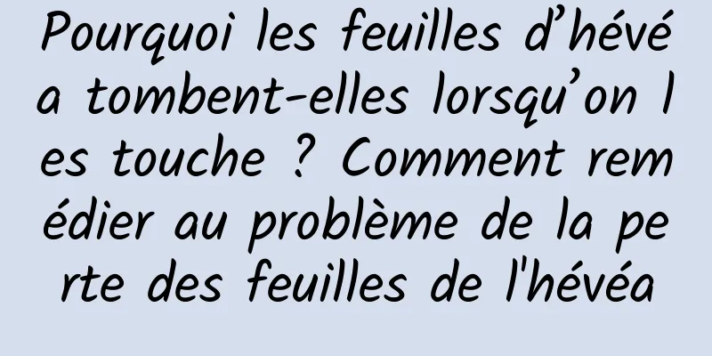 Pourquoi les feuilles d’hévéa tombent-elles lorsqu’on les touche ? Comment remédier au problème de la perte des feuilles de l'hévéa