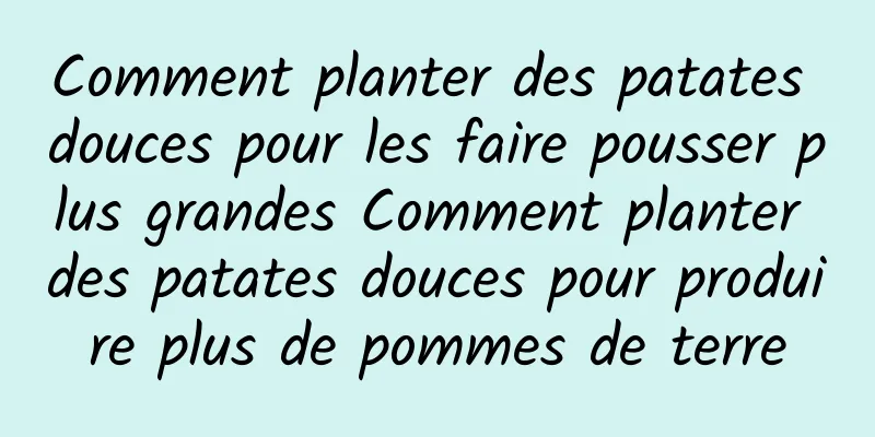 Comment planter des patates douces pour les faire pousser plus grandes Comment planter des patates douces pour produire plus de pommes de terre