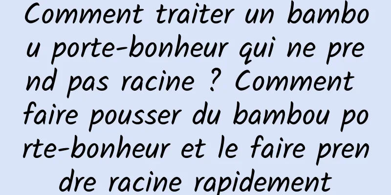 Comment traiter un bambou porte-bonheur qui ne prend pas racine ? Comment faire pousser du bambou porte-bonheur et le faire prendre racine rapidement