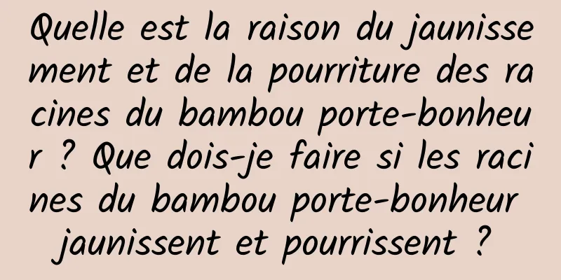 Quelle est la raison du jaunissement et de la pourriture des racines du bambou porte-bonheur ? Que dois-je faire si les racines du bambou porte-bonheur jaunissent et pourrissent ?