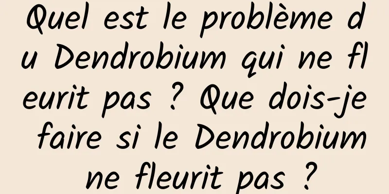 Quel est le problème du Dendrobium qui ne fleurit pas ? Que dois-je faire si le Dendrobium ne fleurit pas ?