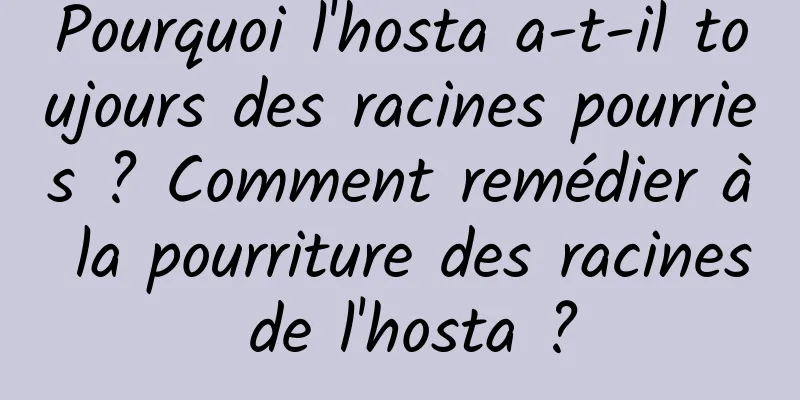 Pourquoi l'hosta a-t-il toujours des racines pourries ? Comment remédier à la pourriture des racines de l'hosta ?