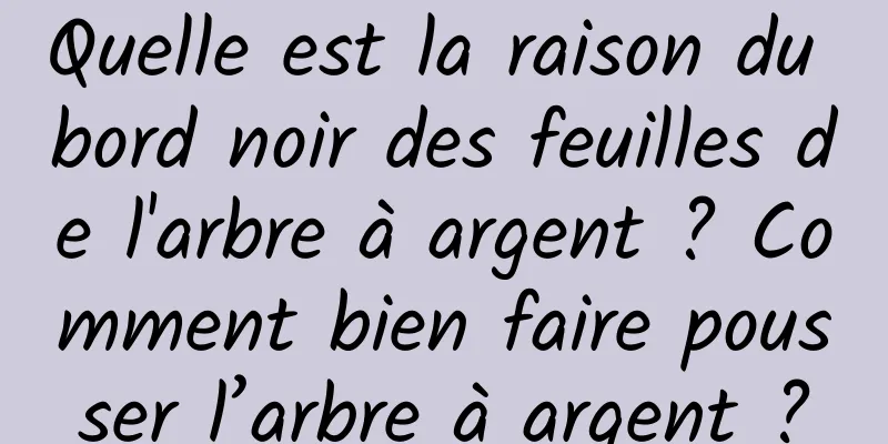 Quelle est la raison du bord noir des feuilles de l'arbre à argent ? Comment bien faire pousser l’arbre à argent ?