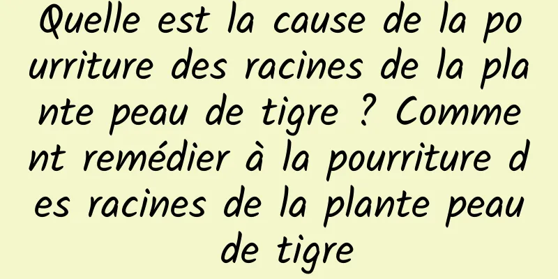 Quelle est la cause de la pourriture des racines de la plante peau de tigre ? Comment remédier à la pourriture des racines de la plante peau de tigre