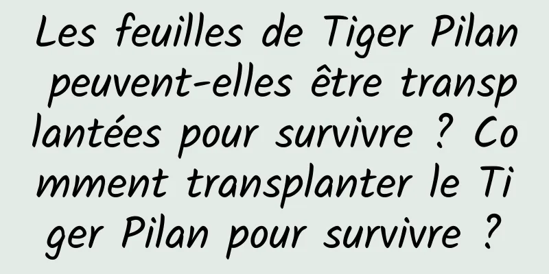 Les feuilles de Tiger Pilan peuvent-elles être transplantées pour survivre ? Comment transplanter le Tiger Pilan pour survivre ?