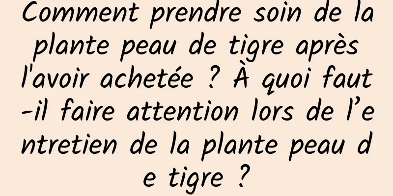 Comment prendre soin de la plante peau de tigre après l'avoir achetée ? À quoi faut-il faire attention lors de l’entretien de la plante peau de tigre ?