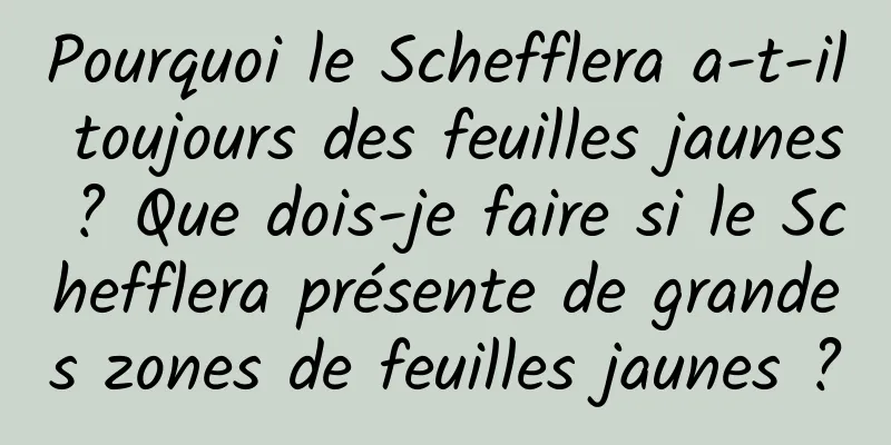 Pourquoi le Schefflera a-t-il toujours des feuilles jaunes ? Que dois-je faire si le Schefflera présente de grandes zones de feuilles jaunes ?