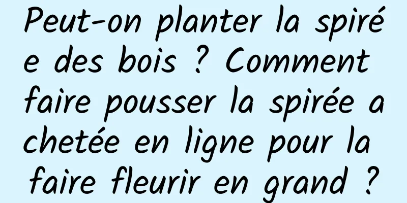 Peut-on planter la spirée des bois ? Comment faire pousser la spirée achetée en ligne pour la faire fleurir en grand ?