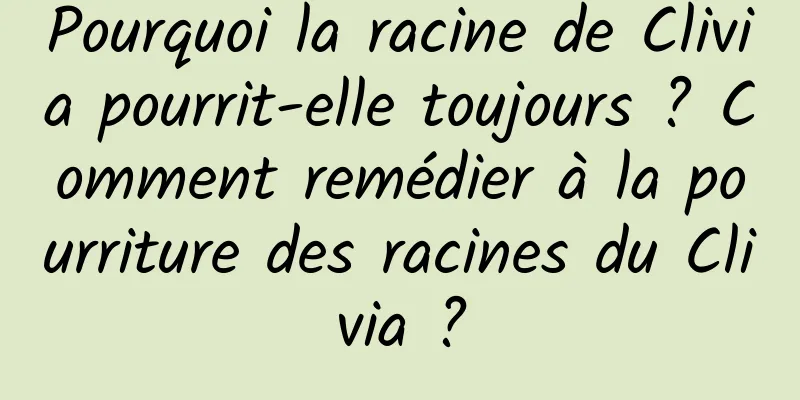 Pourquoi la racine de Clivia pourrit-elle toujours ? Comment remédier à la pourriture des racines du Clivia ?