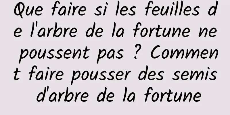 Que faire si les feuilles de l'arbre de la fortune ne poussent pas ? Comment faire pousser des semis d'arbre de la fortune