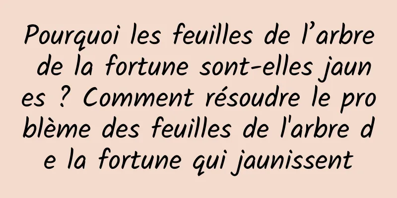 Pourquoi les feuilles de l’arbre de la fortune sont-elles jaunes ? Comment résoudre le problème des feuilles de l'arbre de la fortune qui jaunissent