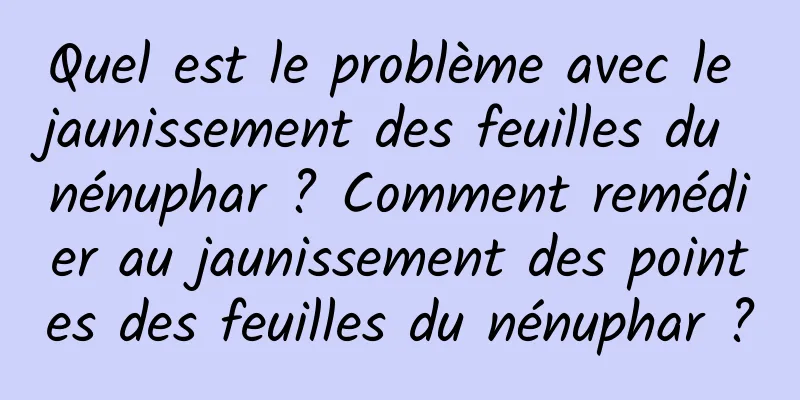 Quel est le problème avec le jaunissement des feuilles du nénuphar ? Comment remédier au jaunissement des pointes des feuilles du nénuphar ?