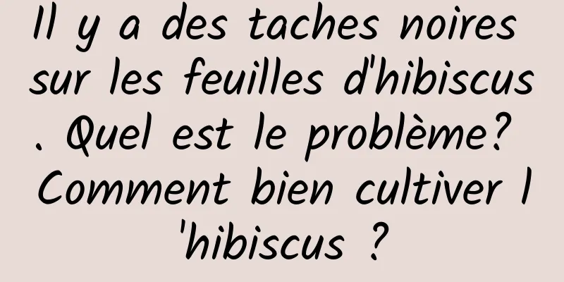 Il y a des taches noires sur les feuilles d'hibiscus. Quel est le problème? Comment bien cultiver l'hibiscus ?