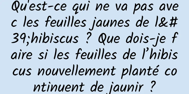 Qu'est-ce qui ne va pas avec les feuilles jaunes de l'hibiscus ? Que dois-je faire si les feuilles de l’hibiscus nouvellement planté continuent de jaunir ?