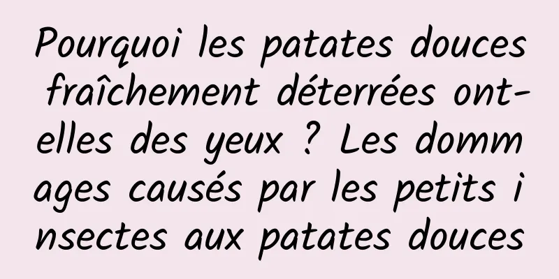 Pourquoi les patates douces fraîchement déterrées ont-elles des yeux ? Les dommages causés par les petits insectes aux patates douces
