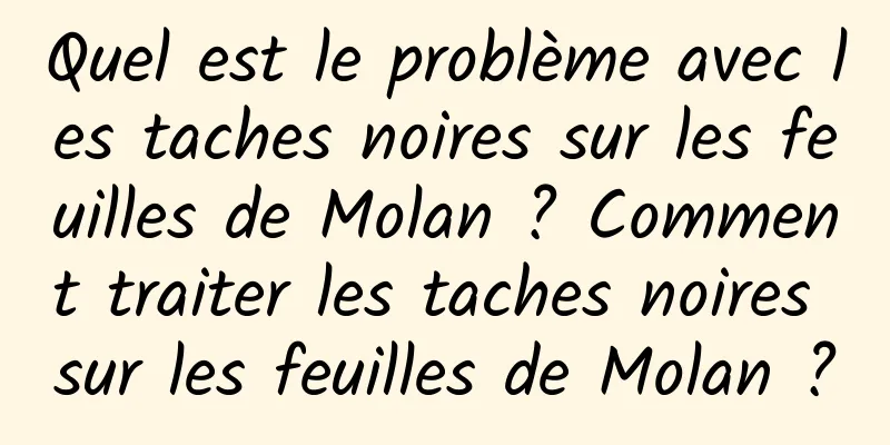 Quel est le problème avec les taches noires sur les feuilles de Molan ? Comment traiter les taches noires sur les feuilles de Molan ?