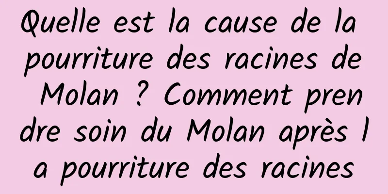 Quelle est la cause de la pourriture des racines de Molan ? Comment prendre soin du Molan après la pourriture des racines