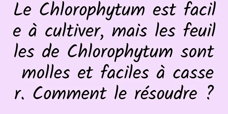 Le Chlorophytum est facile à cultiver, mais les feuilles de Chlorophytum sont molles et faciles à casser. Comment le résoudre ?