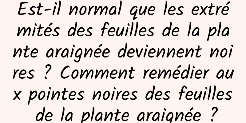 Est-il normal que les extrémités des feuilles de la plante araignée deviennent noires ? Comment remédier aux pointes noires des feuilles de la plante araignée ?