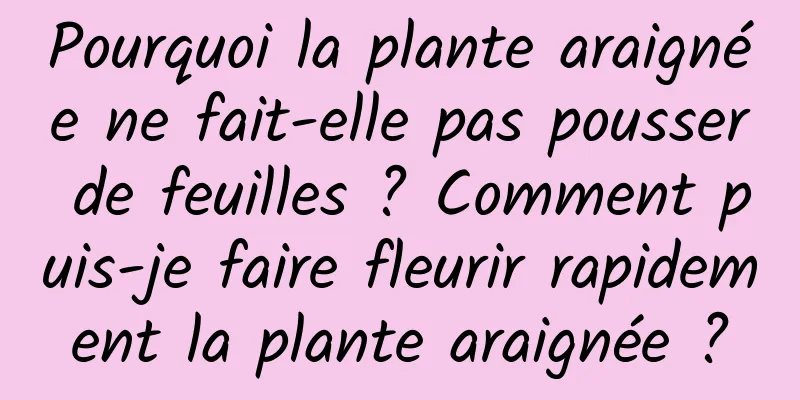 Pourquoi la plante araignée ne fait-elle pas pousser de feuilles ? Comment puis-je faire fleurir rapidement la plante araignée ?
