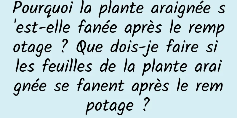 Pourquoi la plante araignée s'est-elle fanée après le rempotage ? Que dois-je faire si les feuilles de la plante araignée se fanent après le rempotage ?