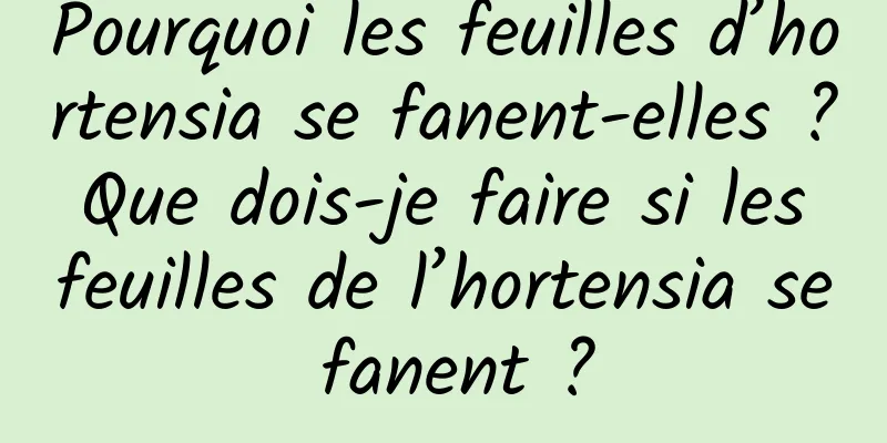Pourquoi les feuilles d’hortensia se fanent-elles ? Que dois-je faire si les feuilles de l’hortensia se fanent ?