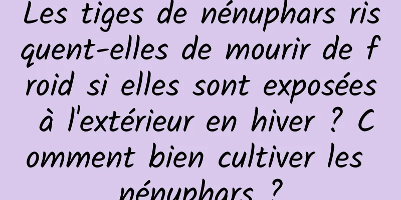 Les tiges de nénuphars risquent-elles de mourir de froid si elles sont exposées à l'extérieur en hiver ? Comment bien cultiver les nénuphars ?