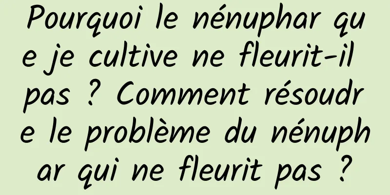 Pourquoi le nénuphar que je cultive ne fleurit-il pas ? Comment résoudre le problème du nénuphar qui ne fleurit pas ?