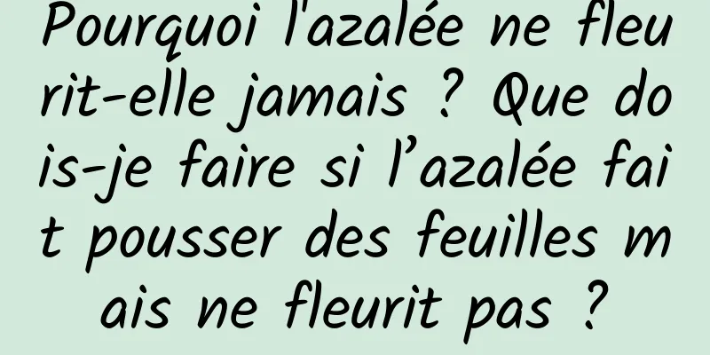 Pourquoi l'azalée ne fleurit-elle jamais ? Que dois-je faire si l’azalée fait pousser des feuilles mais ne fleurit pas ?