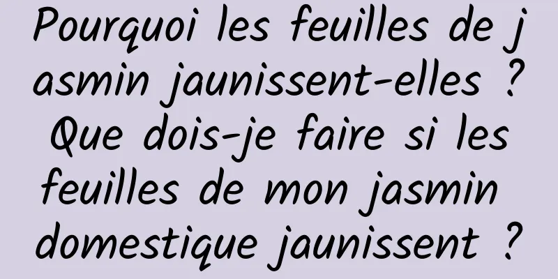 Pourquoi les feuilles de jasmin jaunissent-elles ? Que dois-je faire si les feuilles de mon jasmin domestique jaunissent ?
